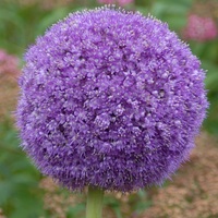 Allium giganteum  Photo: J. Amand